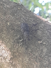 Aegorhinus superciliosus