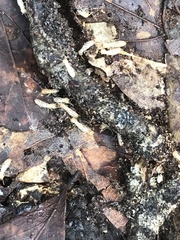 Reticulitermes flavipes