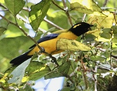 Anisognathus notabilis