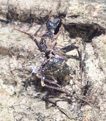 Ophiocordyceps unilateralis