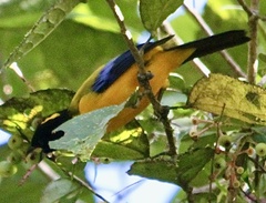 Anisognathus notabilis