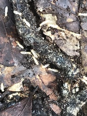 Reticulitermes flavipes