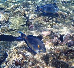Acanthurus sohal