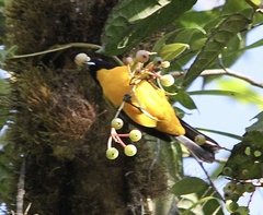 Anisognathus notabilis