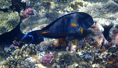 Acanthurus sohal