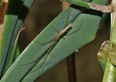 Tetragnatha laboriosa