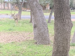 Odocoileus virginianus