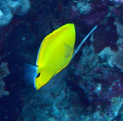 Forcipiger flavissimus