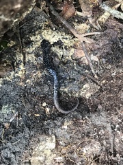 Plethodon grobmani