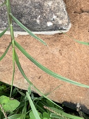 Solenopsis invicta