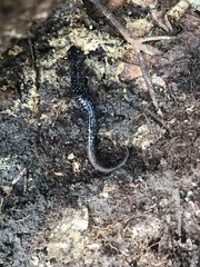 Plethodon grobmani