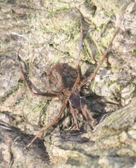 Ophiocordyceps unilateralis