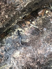Plethodon grobmani