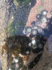 Athyonidium chilensis