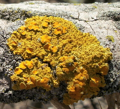 Xanthomendoza hasseana