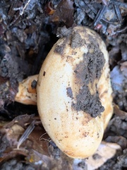 Lactarius salmonicolor