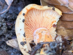 Lactarius salmonicolor