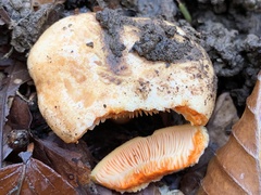 Lactarius salmonicolor