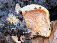 Lactarius salmonicolor