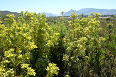 Leucadendron floridum