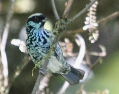 Beryl-Spangled Tanager photo 3