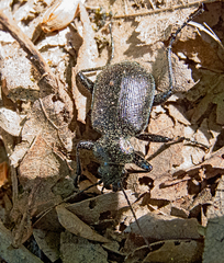 Calosoma inquisitor