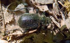 Calosoma inquisitor