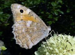 Pseudochazara thelephassa