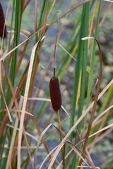 Typha laxmannii