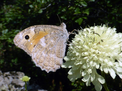 Pseudochazara thelephassa