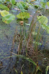 Typha laxmannii