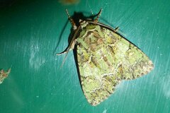 Polyphaenis sericata