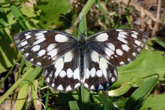 Melanargia galathea