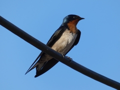 Hirundo angolensis
