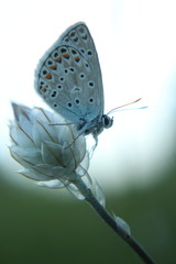 Polyommatus thersites