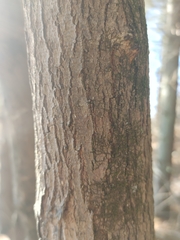 Cercis canadensis