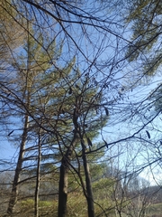 Cercis canadensis