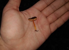 Pluteus flammipes