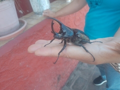 Dynastes hyllus