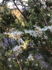 Kunzea leptospermoides