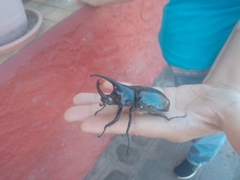 Dynastes hyllus