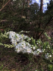 Kunzea leptospermoides