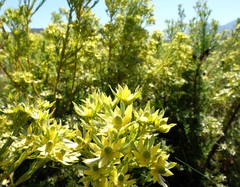 Leucadendron floridum