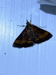 Pyrausta rubricalis