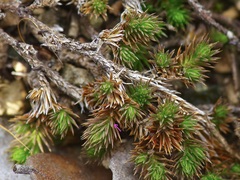 Selaginella peruviana