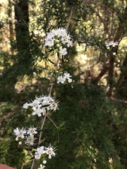 Kunzea leptospermoides