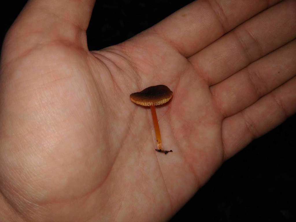 Pluteus flammipes · September 2018 · photo: © cristianriquelme (iNaturalist, cc-by)