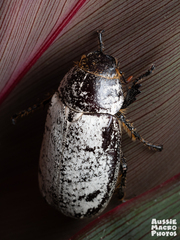 Dermolepida albohirtum