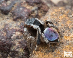 Maratus anomalus