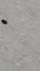 Dermestidae